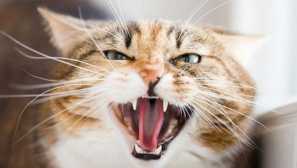 Murzik, klid: 5 způsobů, jak uklidnit agresivní kočku